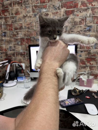 Отдам в добрые руки