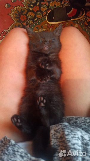 Кошка в дар