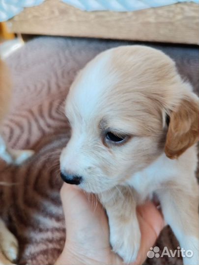 Отдам два щенка, кобели, в заботливые руки