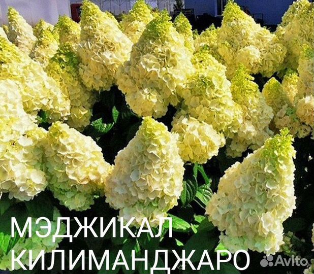 Гортензия саженцы зкс