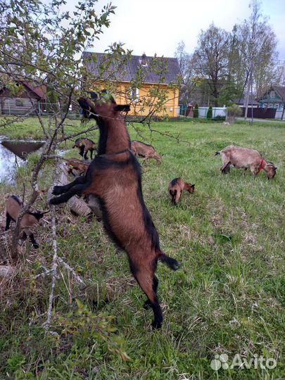 Козел альпийский