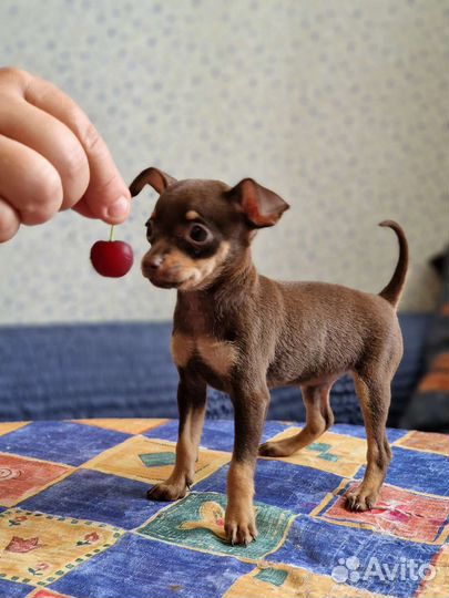 Тоечка девочка