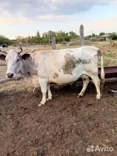 Коровы, телята