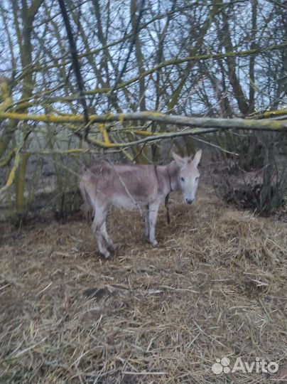 Продам осликов