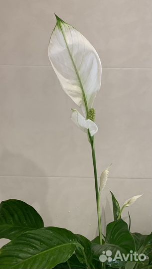 Спатифиллум