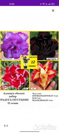 Сеянцы Адениума