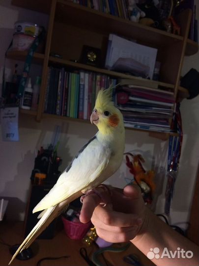 Передержка животных