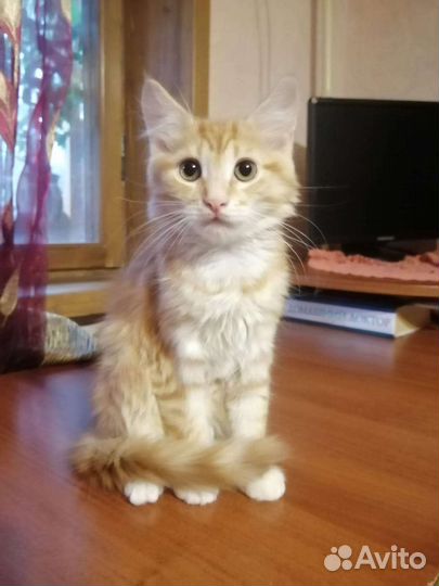 Котята белые и серо-белые, разные. Есть сиамская