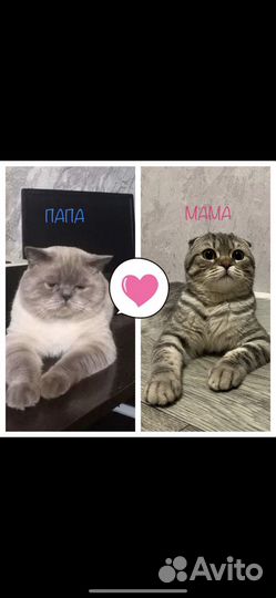 Шотландские котята