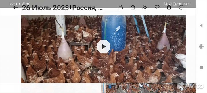 Цыплята несушки Ломан-браун