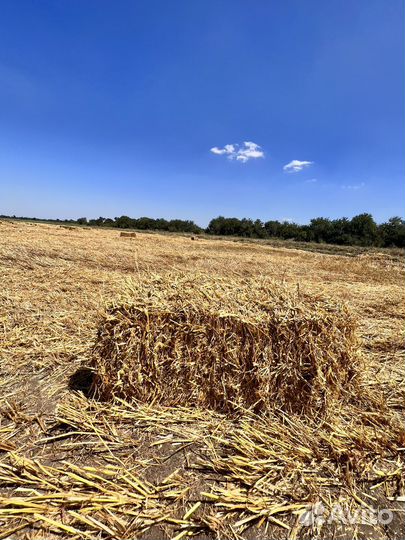 Солома ячмень с люцерной в тюках