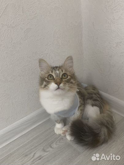 Кошка