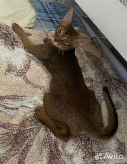 Аббисинский кот