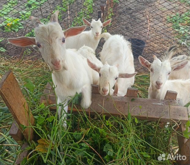 Козлята от высокоудойных коз