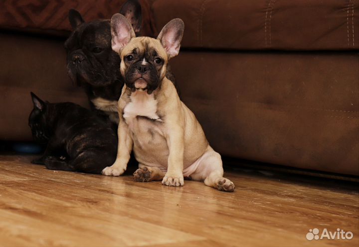 Французский бульдог щенки
