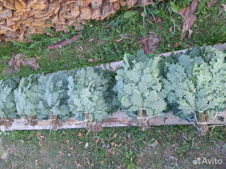 Дубовые веники для бани