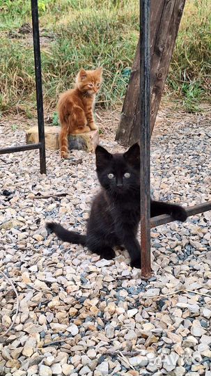 Котята ждут любящего хозяина