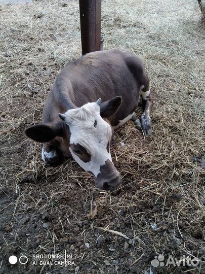 Корова,телята,куры