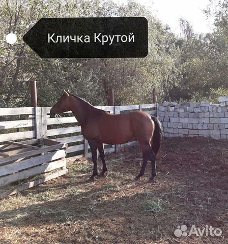 Авито пугачева животных. Авито пугачева животных. Русско-европейская лайка фото. Авито пугачев животные. Авито пугачева животных.