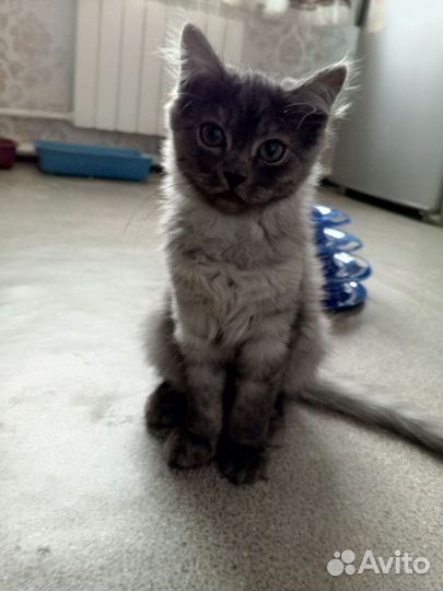 Котенок в дар бесплатно