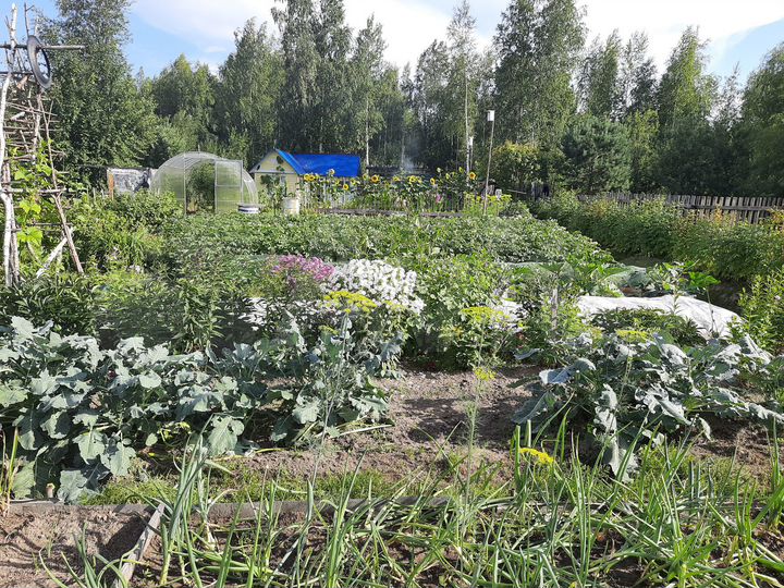 Участок 10 сот. (СНТ, ДНП)