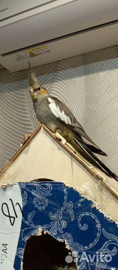 Попугай кореллы