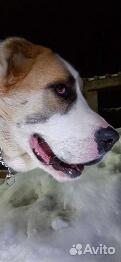 Вязка С красавцем алабаем