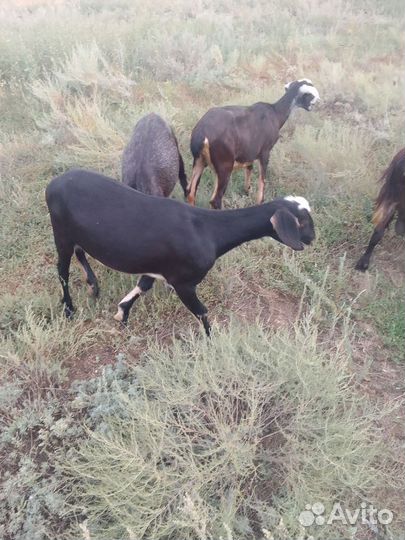 Альпонубийская козочка