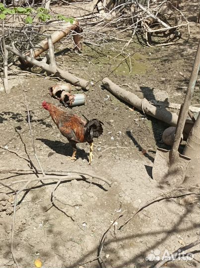 Молодые петухи