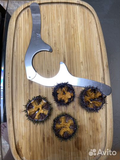 Нож для морских ежей