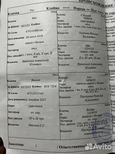 Щенки лайки