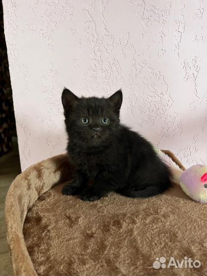 Котенок в дар бесплатно