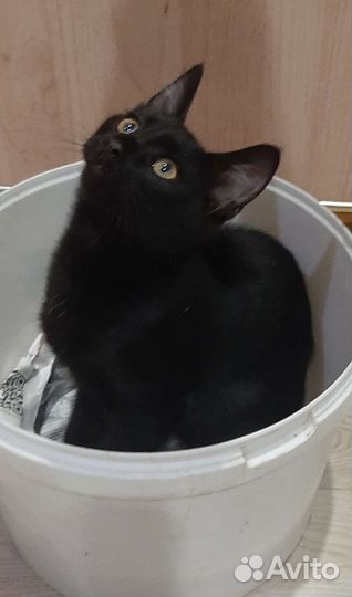 Кошечка молоденький подросток