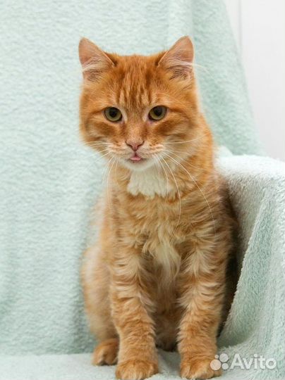 Рыжий котик бесплатно