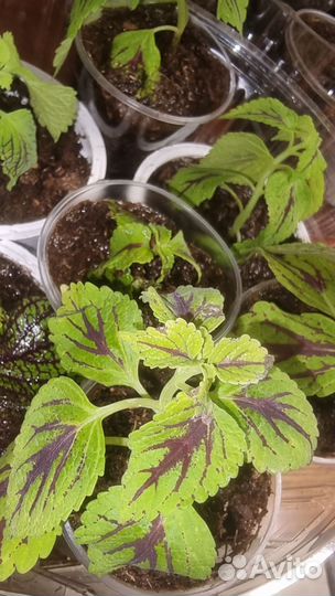 Колеус Колеозаурус (Coleus Coleosaurus)