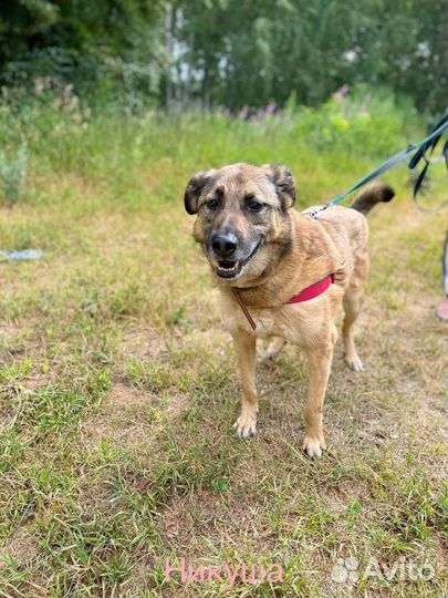 Собака в добрые руки отдам бесплатно