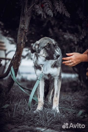 Тесса ищет дом