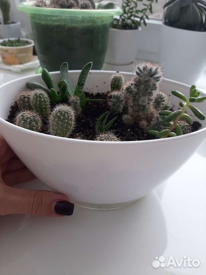 Кактусы и суккуленты набор