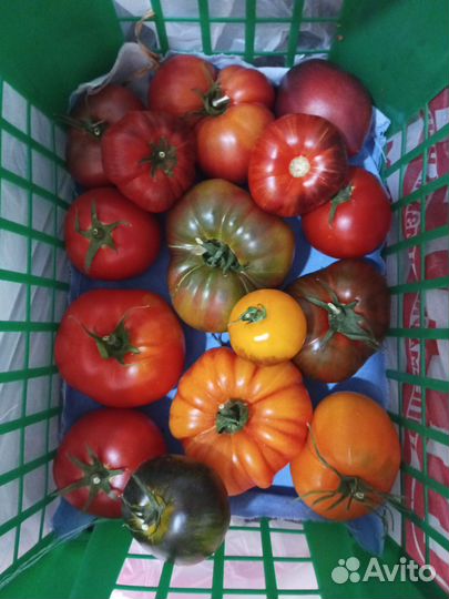 Семена коллекционных сортов томатов