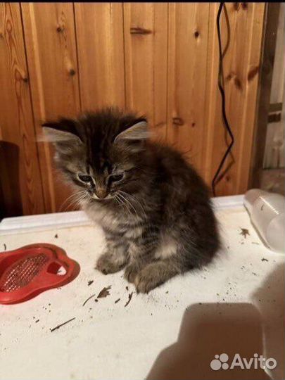 Отдаю даром Котята маленькие 1,5-2 месяца