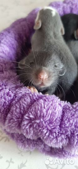 Крысята дамбо