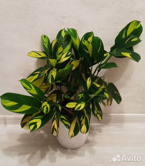 Ктенанта голден мозаик (люберса)