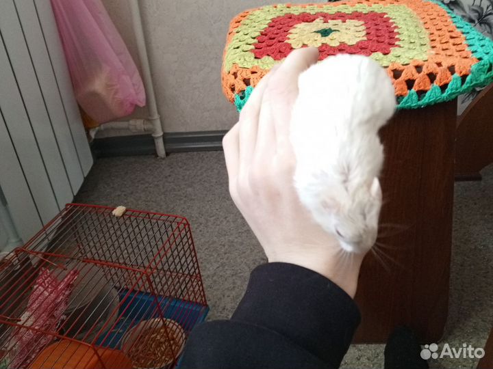 Монгольская песчанка мышь