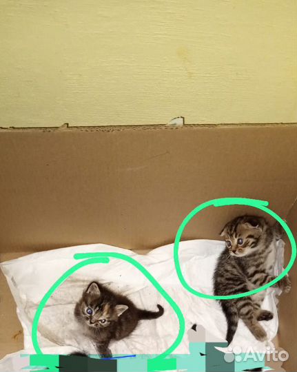 Продаются котята