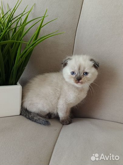 Шотландские котята