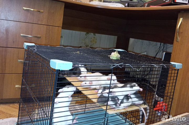 Крысы-Дамбо