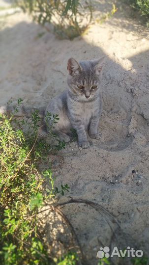 Кошки в добрые руки