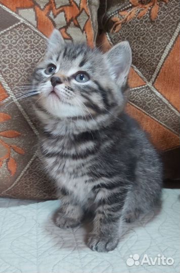 Британочка