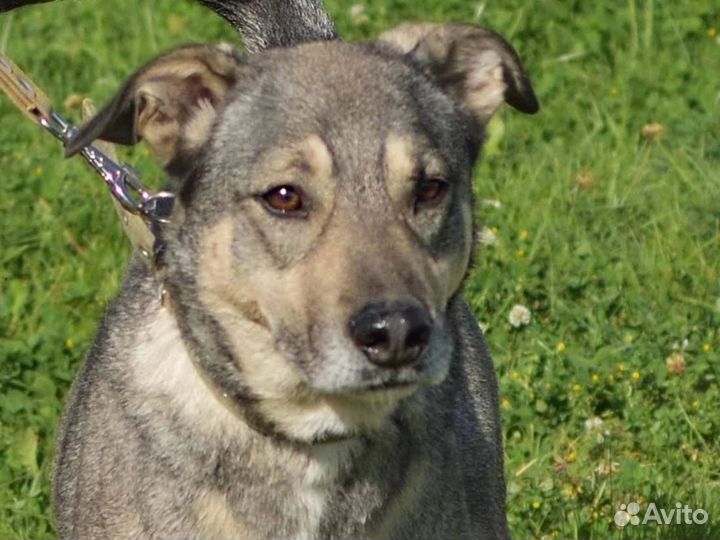 Отличный пёс в дар