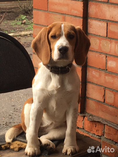 Щенки Бигль